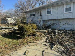 Gallery photos for Handling Storm Damage: Expert Tree Work and Cleanup: Image #2